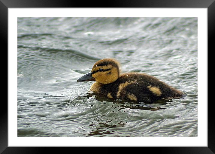 water off a ducks back Framed Mounted Print by Donna Collett