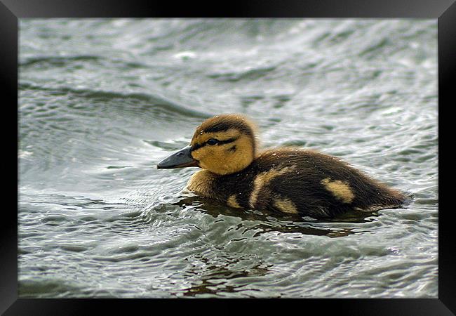 water off a ducks back Framed Print by Donna Collett