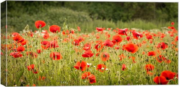 Norfolk Red Poppies Canvas Print by Stephen Mole