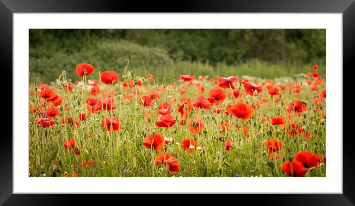 Norfolk Red Poppies Framed Mounted Print by Stephen Mole