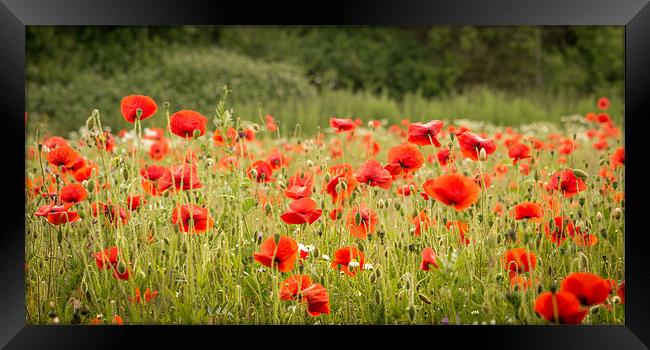 Norfolk Red Poppies Framed Print by Stephen Mole