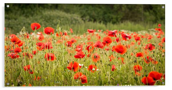 Norfolk Red Poppies Acrylic by Stephen Mole