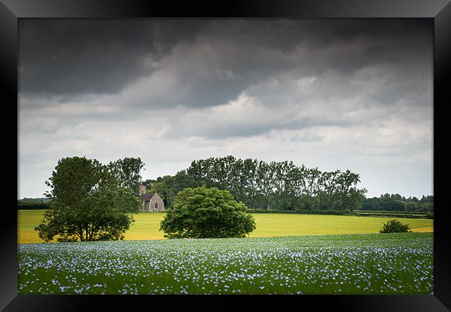Field of Linseed Oil Framed Print by Stephen Mole