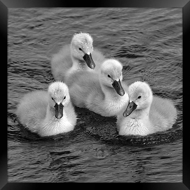 cygnets in mono Framed Print by Donna Collett