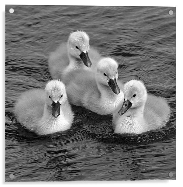 cygnets in mono Acrylic by Donna Collett