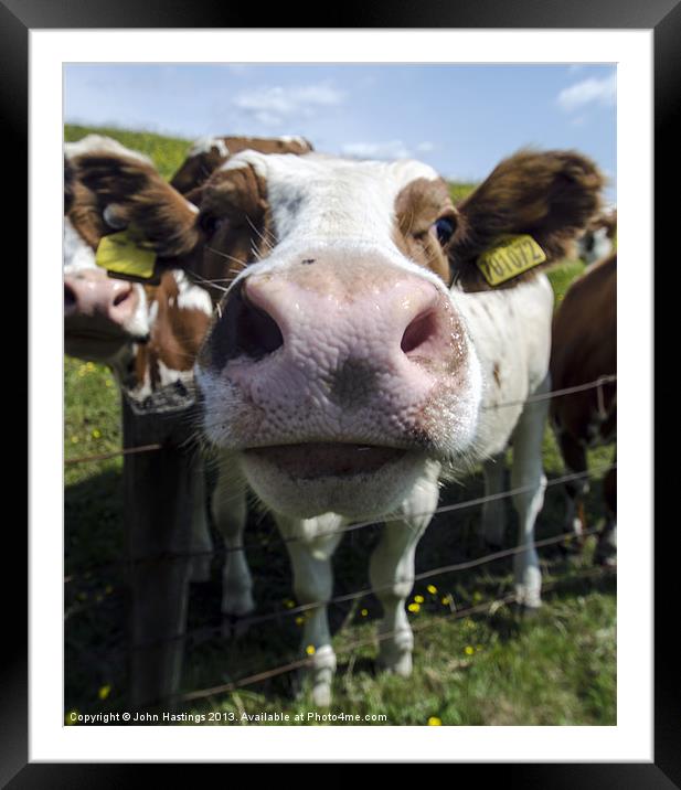 Silly Cow ! Framed Mounted Print by John Hastings