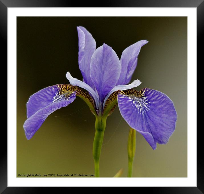 Iris Flower Framed Mounted Print by Mark Lee