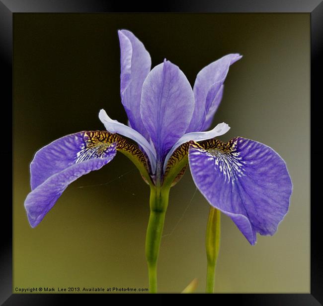 Iris Flower Framed Print by Mark Lee
