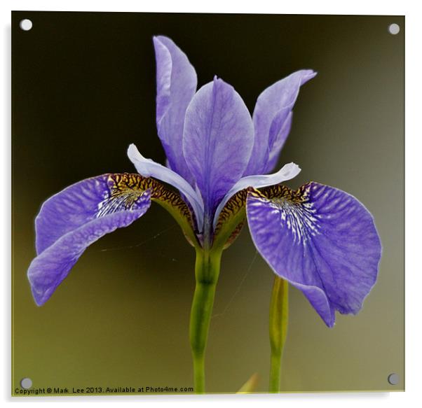 Iris Flower Acrylic by Mark Lee