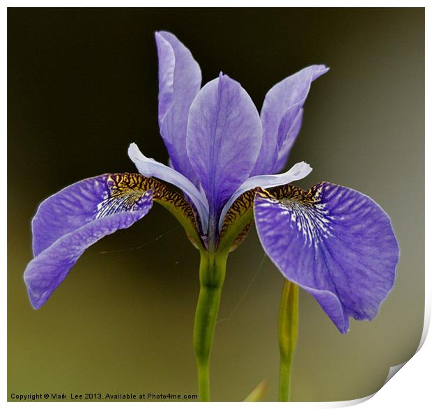 Iris Flower Print by Mark Lee
