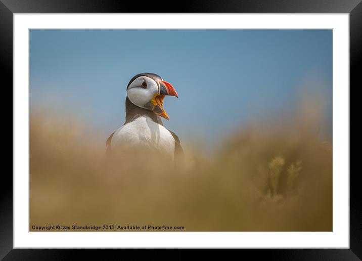 Puffin yawn Framed Mounted Print by Izzy Standbridge