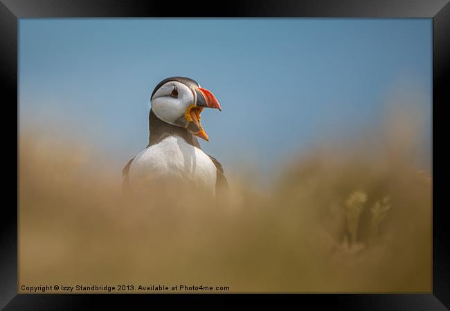 Puffin yawn Framed Print by Izzy Standbridge