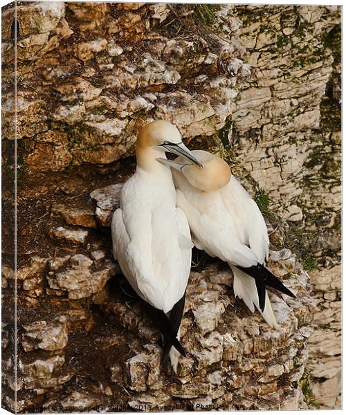 Gannets on cliff face. Canvas Print by Paul Scoullar