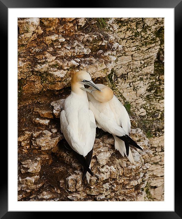 Gannets on cliff face. Framed Mounted Print by Paul Scoullar
