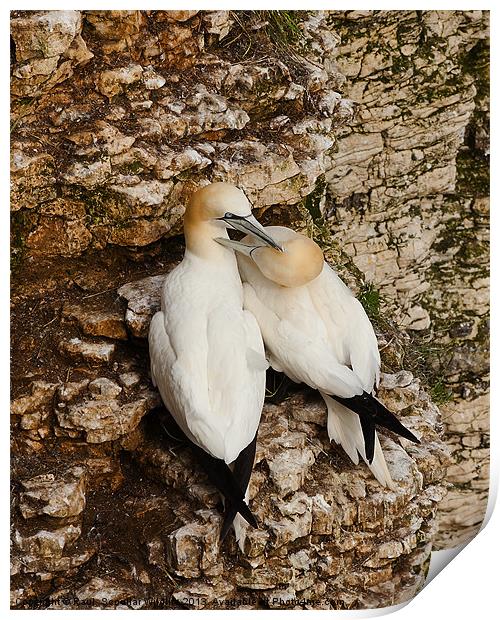 Gannets on cliff face. Print by Paul Scoullar