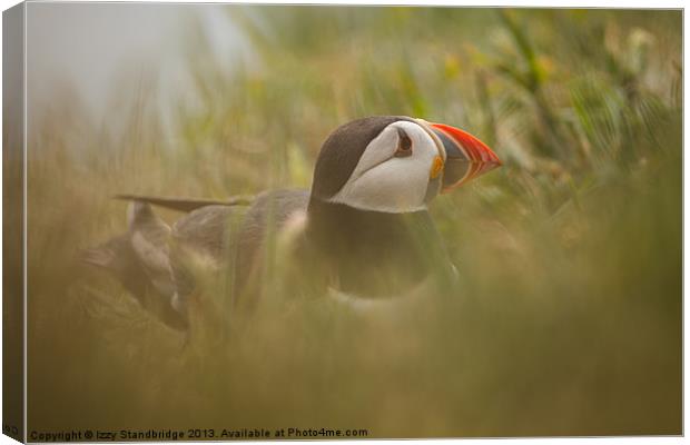 Puffin in the undergrowth Canvas Print by Izzy Standbridge