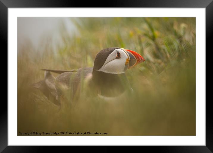 Puffin in the undergrowth Framed Mounted Print by Izzy Standbridge