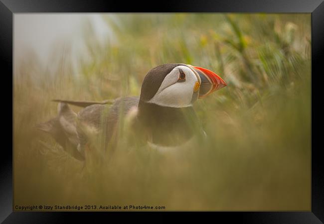 Puffin in the undergrowth Framed Print by Izzy Standbridge