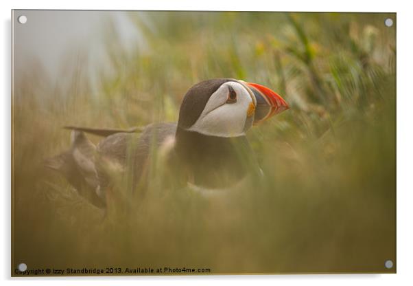 Puffin in the undergrowth Acrylic by Izzy Standbridge