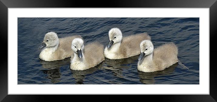 4 in a row Framed Mounted Print by Donna Collett