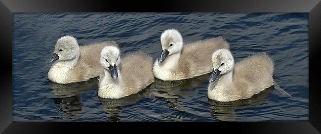 4 in a row Framed Print by Donna Collett