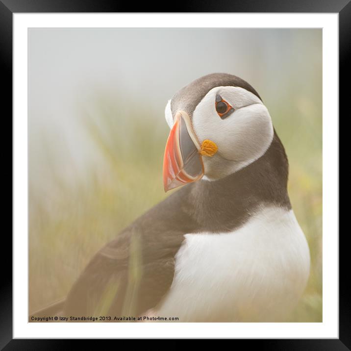 Misty puffin Framed Mounted Print by Izzy Standbridge