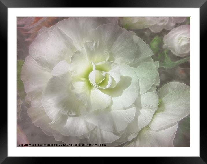 Begonia Pure Framed Mounted Print by Fiona Messenger
