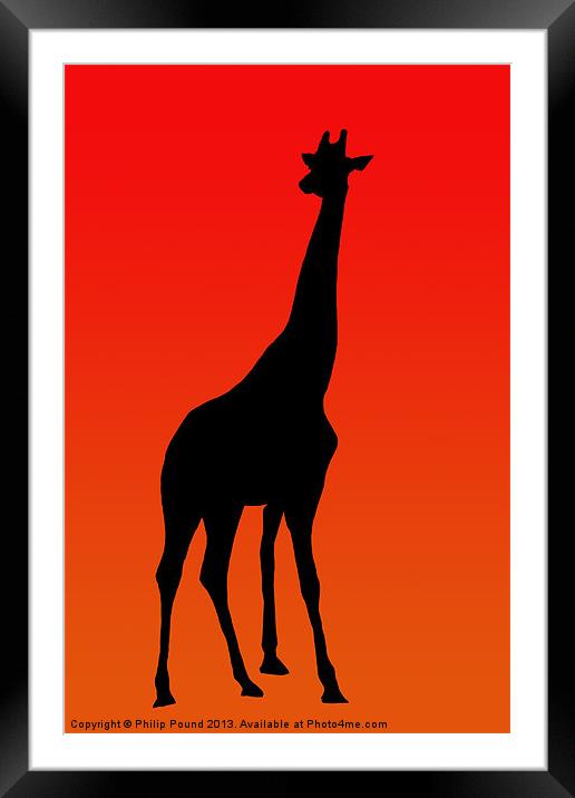 African Giraffe at Sunset Framed Mounted Print by Philip Pound