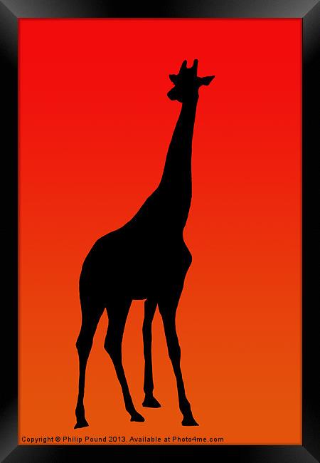 African Giraffe at Sunset Framed Print by Philip Pound