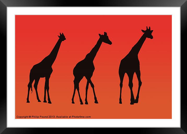 Giraffes Silhoutte at Sunrise Framed Mounted Print by Philip Pound