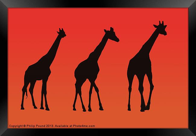Giraffes Silhoutte at Sunrise Framed Print by Philip Pound