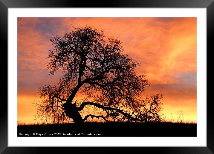 Tree With Sky On Fire Framed Mounted Print by Priya Ghose