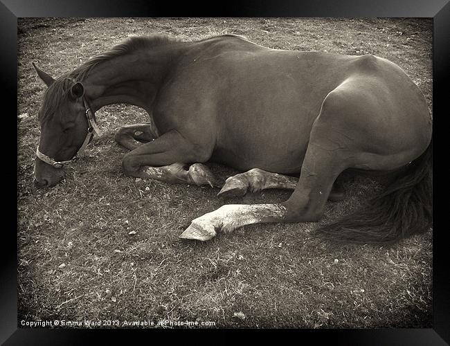 resting horse 2 Framed Print by Emma Ward