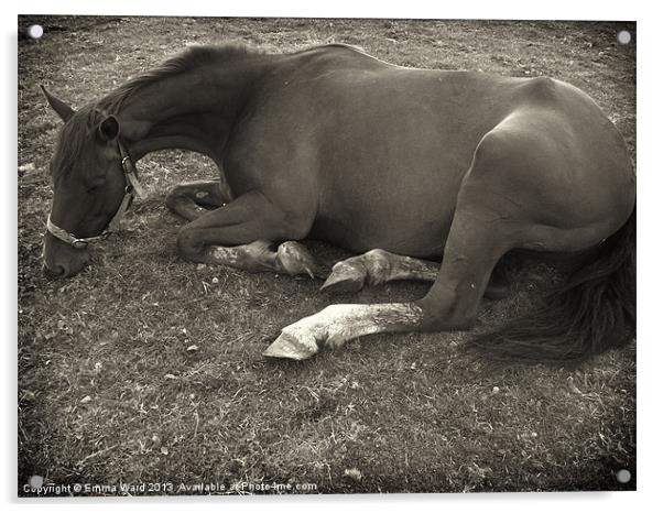 resting horse 2 Acrylic by Emma Ward