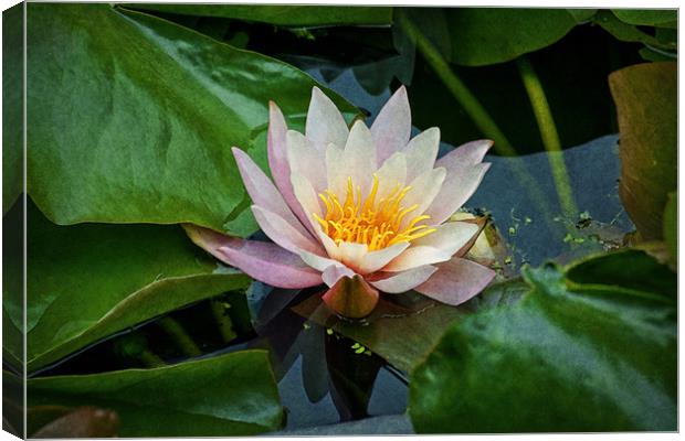 Water Lilly Canvas Print by Ian Mitchell