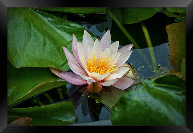 Water Lilly Framed Print by Ian Mitchell