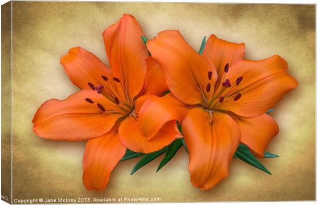 Orange Lily Canvas Print by Jane McIlroy