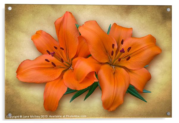 Orange Lily Acrylic by Jane McIlroy
