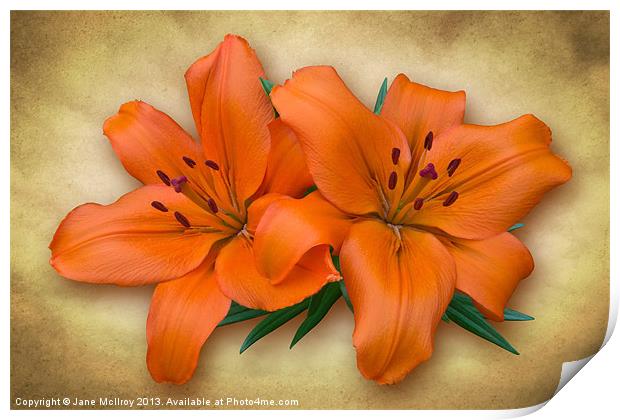 Orange Lily Print by Jane McIlroy