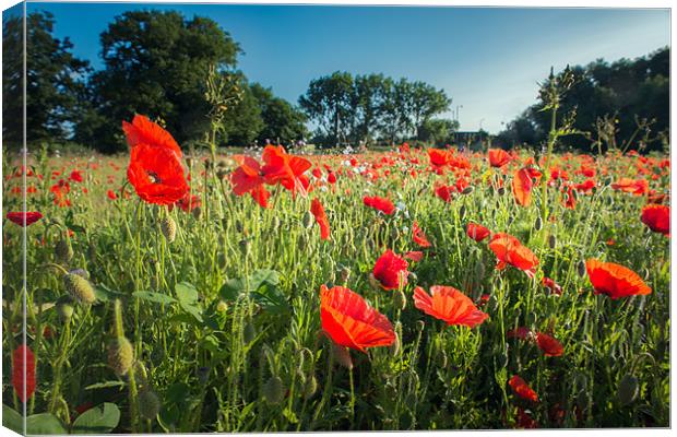 Early Morning Poppies Canvas Print by Stephen Mole