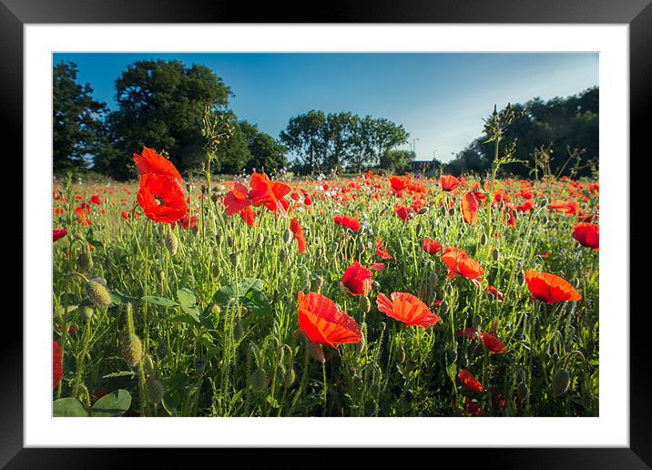Early Morning Poppies Framed Mounted Print by Stephen Mole