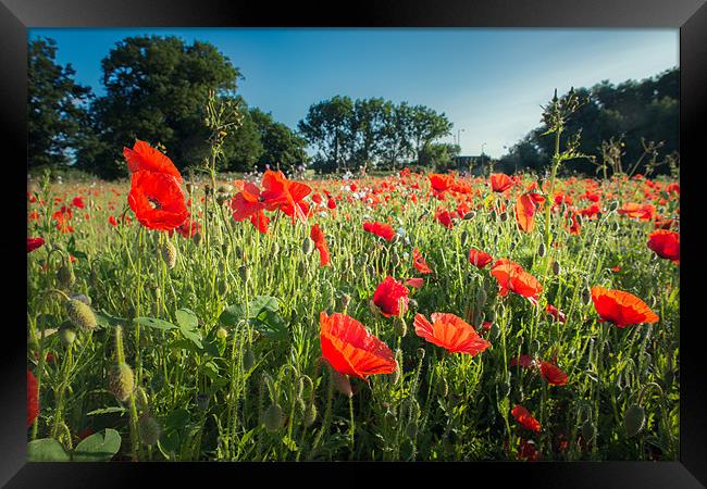 Early Morning Poppies Framed Print by Stephen Mole
