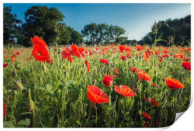 Early Morning Poppies Print by Stephen Mole