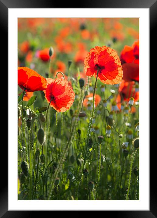 Norfolk Poppies Framed Mounted Print by Stephen Mole