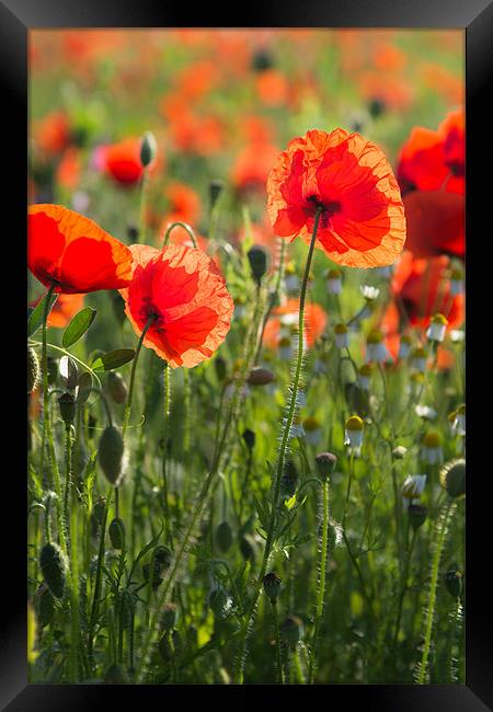 Norfolk Poppies Framed Print by Stephen Mole