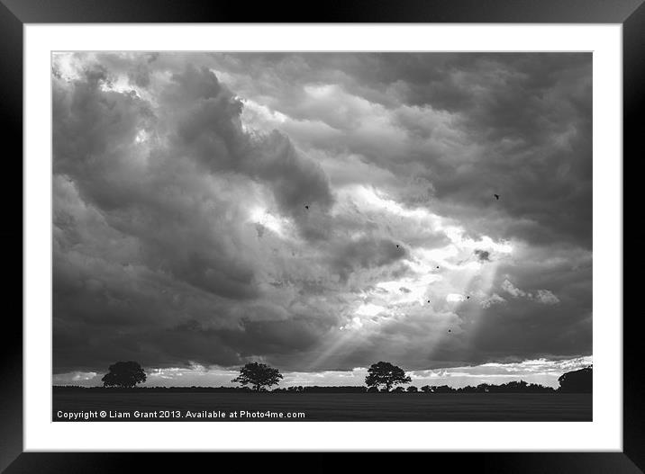 Birds flying in front of a dramatic sky. Framed Mounted Print by Liam Grant