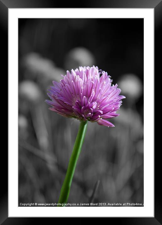 Flowering Chives Framed Mounted Print by James Ward