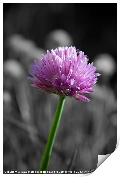 Flowering Chives Print by James Ward