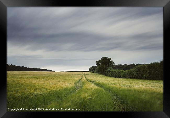 Evening clouds sweep over a wind blown barley fiel Framed Print by Liam Grant