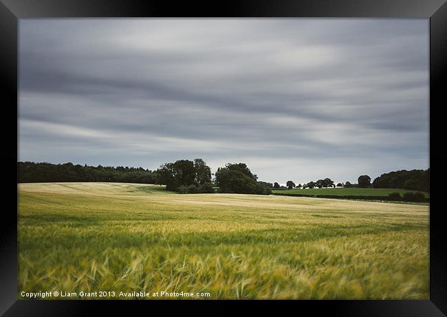 Evening clouds sweep over a wind blown barley fiel Framed Print by Liam Grant
